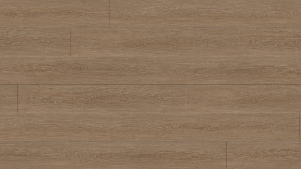 GL6117 博爾貢棕橡